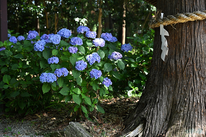 お写ん歩: NIKKOR Z 24-120mm f/4 Sアーカイブ